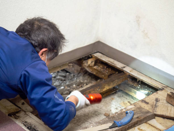 Best Mold Remediation Services  in Punxsutawney, PA