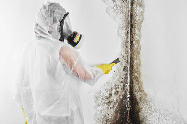 Professional Mold Removal in Punxsutawney, PA