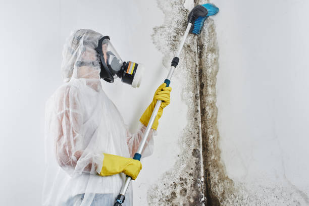 Best Mold Removal Specialists  in Punxsutawney, PA