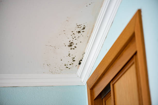 Best Emergency Mold Removal  in Punxsutawney, PA