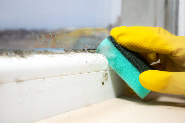 Home Mold Removal in Punxsutawney, PA