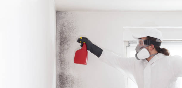 Best Mold Damage Repair  in Punxsutawney, PA