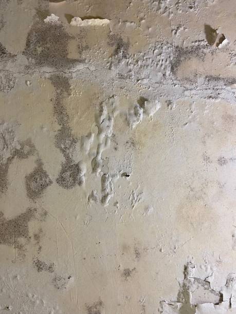 Best Mold Removal Near Me  in Punxsutawney, PA