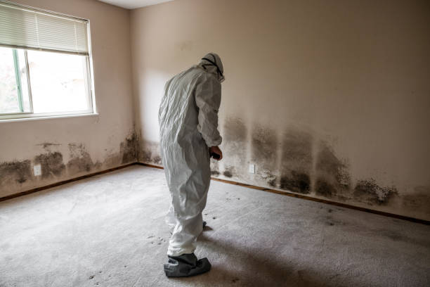 Crawl Space Mold Removal in Punxsutawney, PA