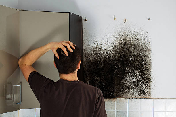 Best Home Mold Removal  in Punxsutawney, PA