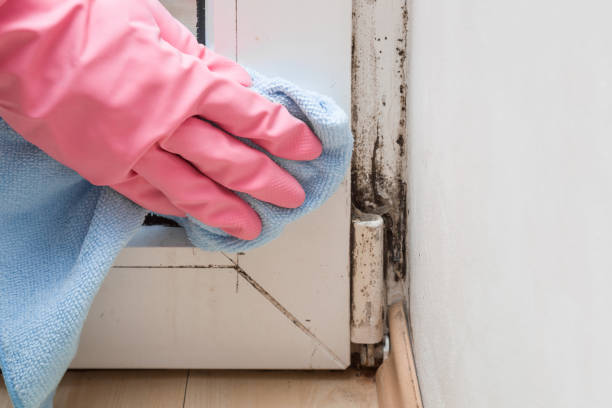 Best Mold Testing  in Punxsutawney, PA