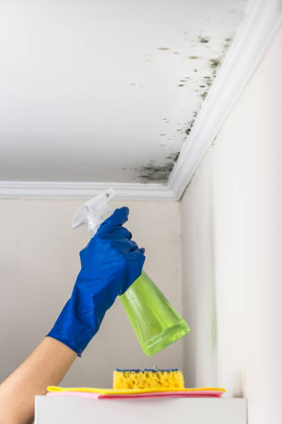 Best Mold Removal and Inspection  in Punxsutawney, PA